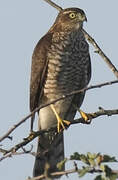 Eurasian Sparrowhawk