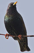 Common Starling