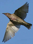 Common Starling