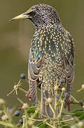 Common Starling