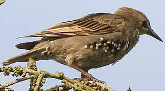 Common Starling