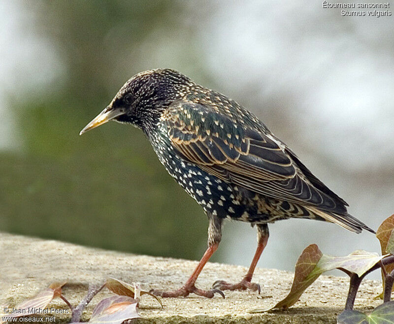 Common Starling