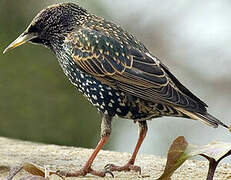 Common Starling