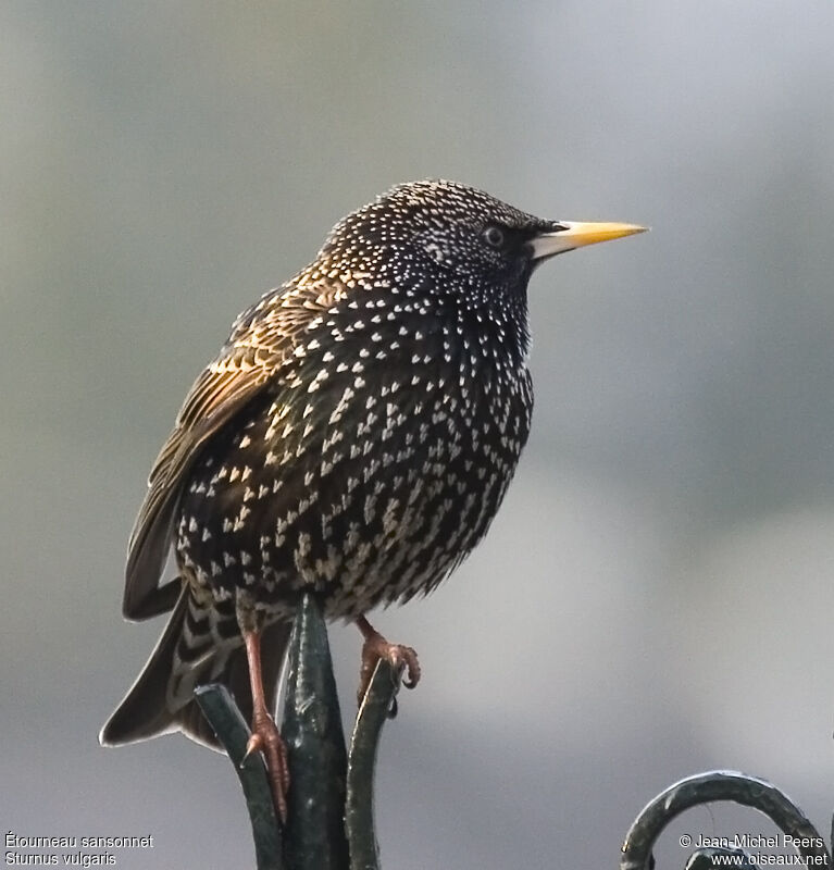 Common Starling male