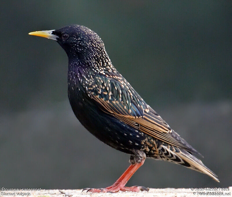 Common Starling