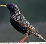 Common Starling