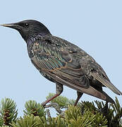 Common Starling