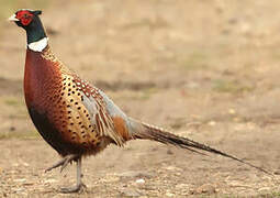 Common Pheasant