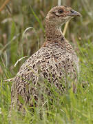 Common Pheasant