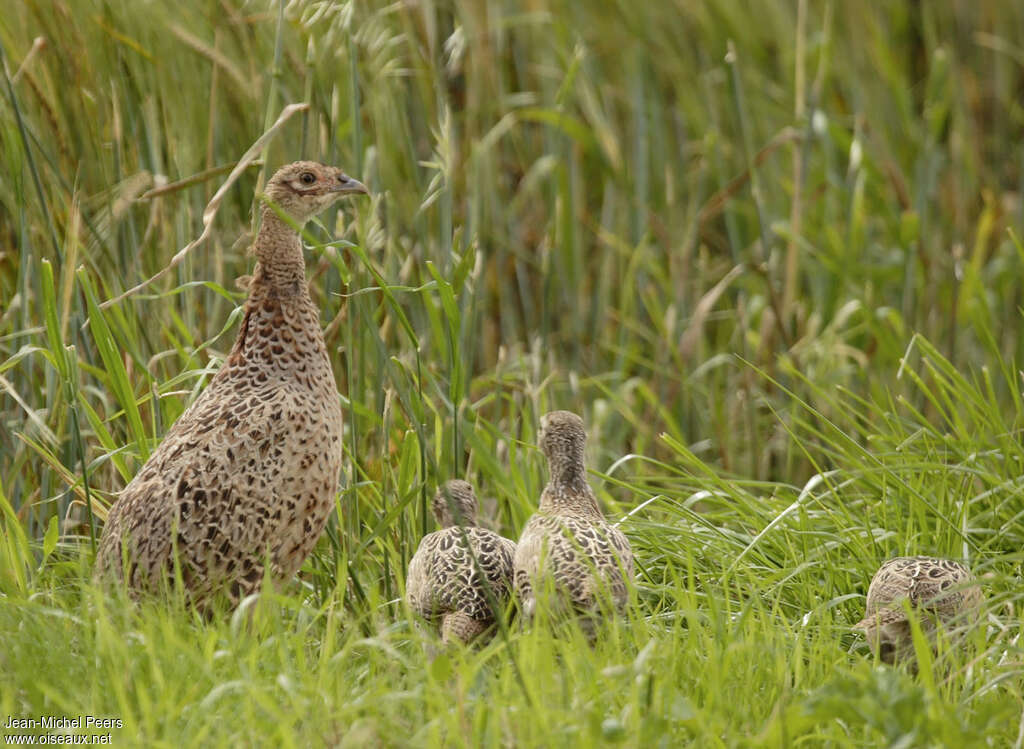 Common Pheasant, Reproduction-nesting