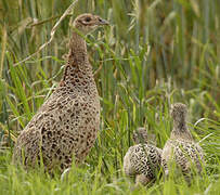 Common Pheasant