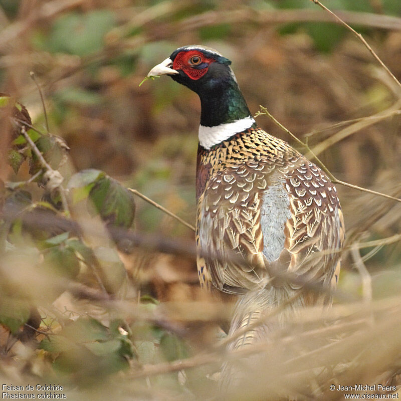 Common Pheasant male