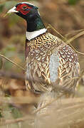 Common Pheasant