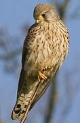 Common Kestrel