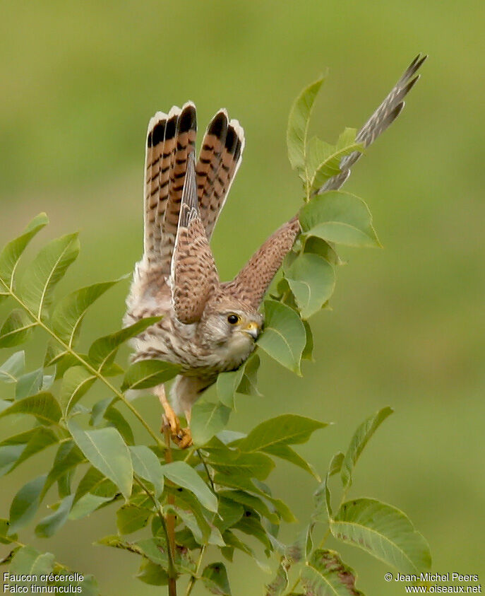 Faucon crécerelle