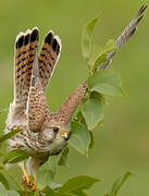 Common Kestrel