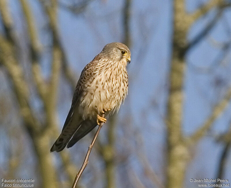 Common Kestrel female