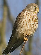 Common Kestrel