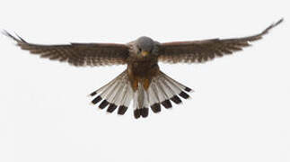 Common Kestrel