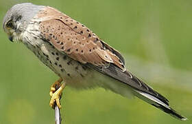 Common Kestrel