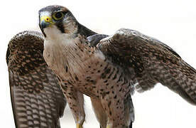 Lanner Falcon