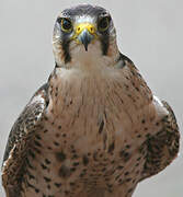 Lanner Falcon