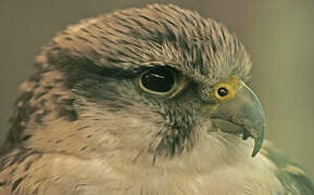 Saker Falcon