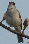 Eurasian Blackcap