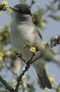 Eurasian Blackcap