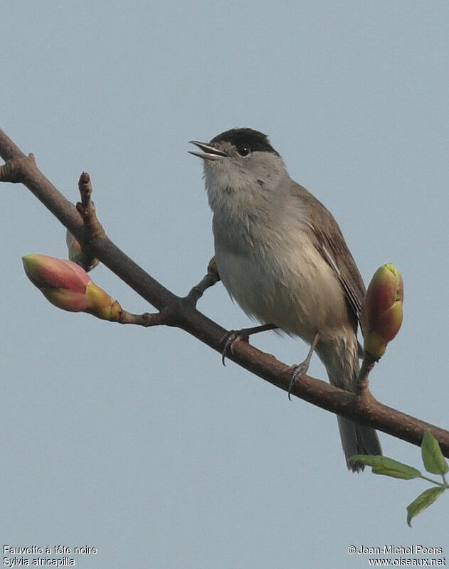 Eurasian Blackcap male