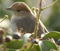 Eurasian Blackcap