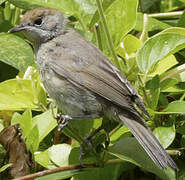 Eurasian Blackcap