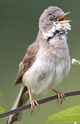 Common Whitethroat