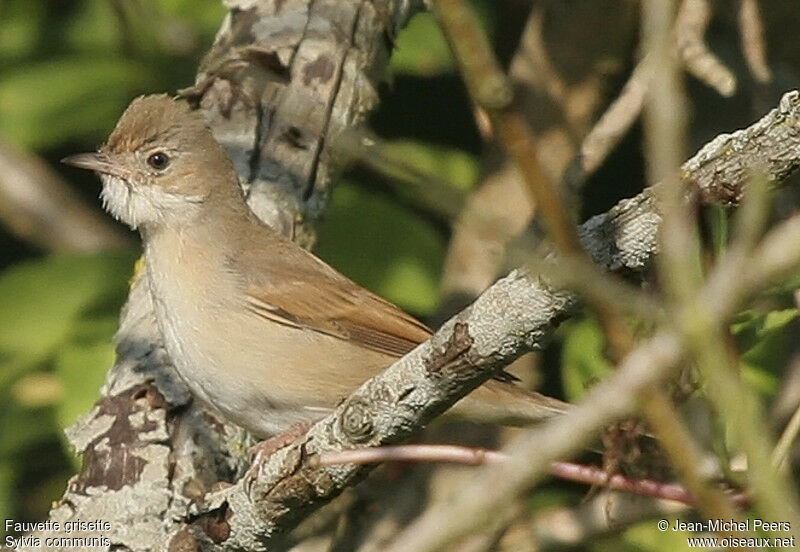 Common Whitethroat male