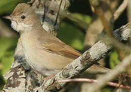 Common Whitethroat