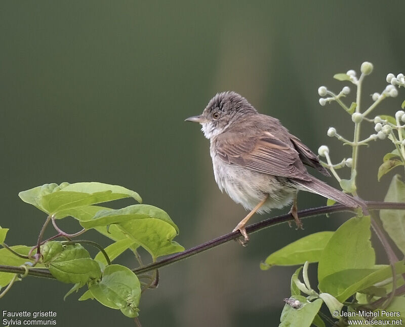 Common Whitethroat