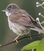 Common Whitethroat