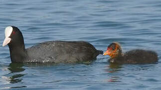 Eurasian Coot