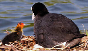 Eurasian Coot