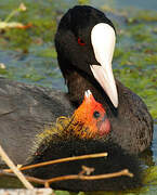 Eurasian Coot