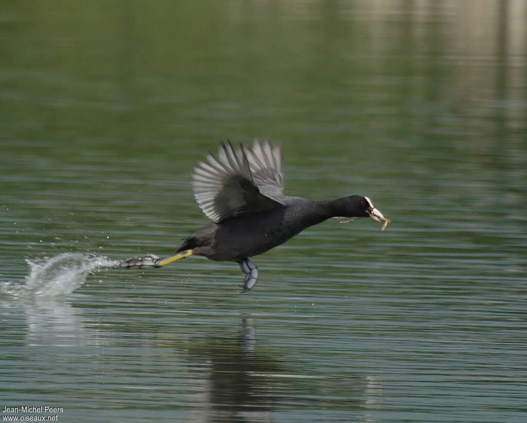 Eurasian Cootadult, Flight