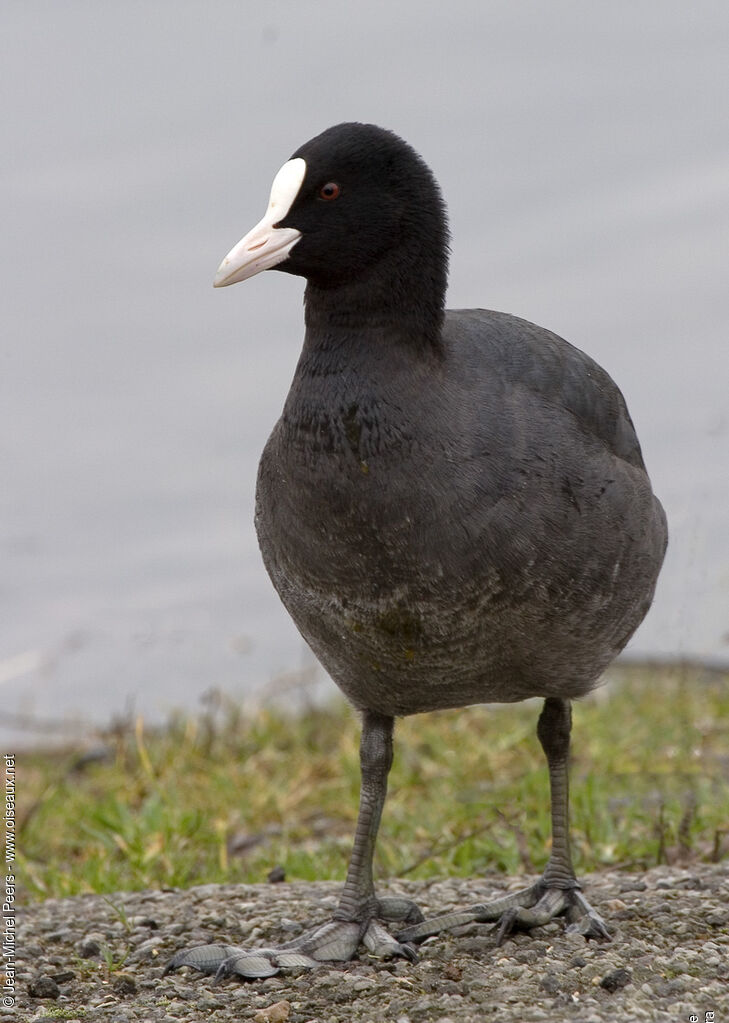 Foulque macrouleadulte