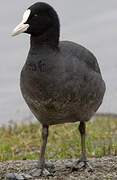 Eurasian Coot