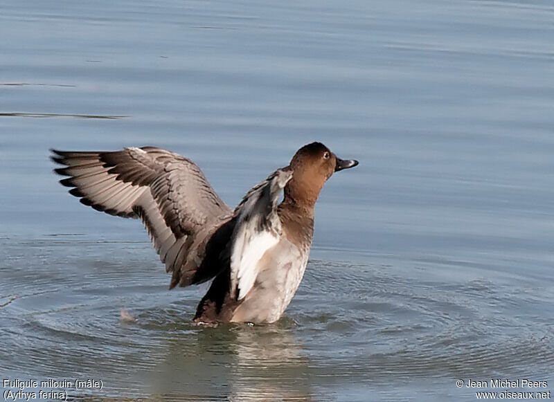 Common Pochard