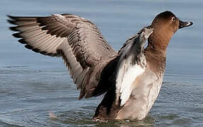 Common Pochard