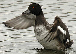 Tufted Duck