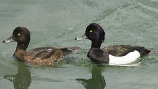 Tufted Duck