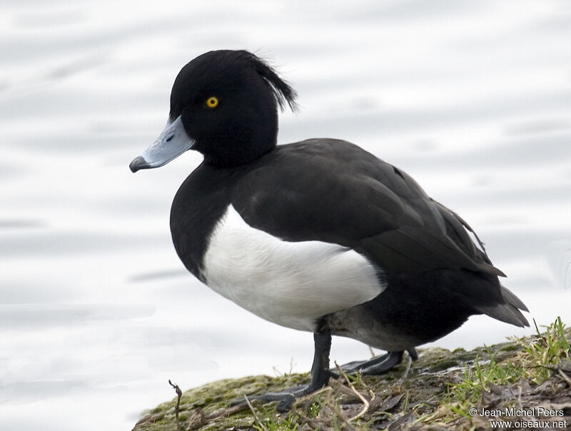 Tufted Duck male adult