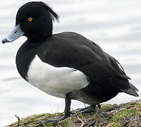 Tufted Duck