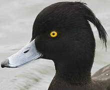 Tufted Duck